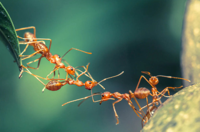 Protected: The Ant